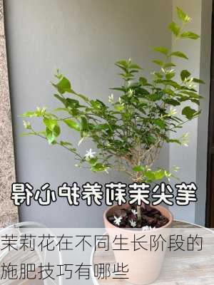 茉莉花在不同生长阶段的施肥技巧有哪些