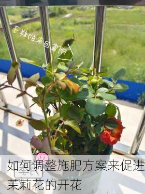 如何调整施肥方案来促进茉莉花的开花