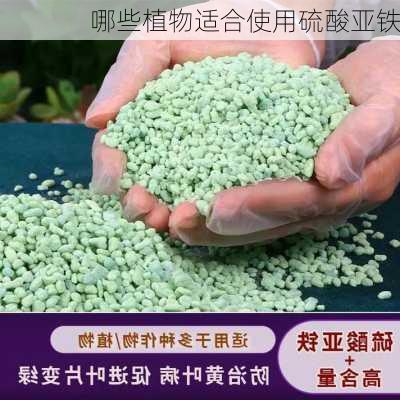 哪些植物适合使用硫酸亚铁