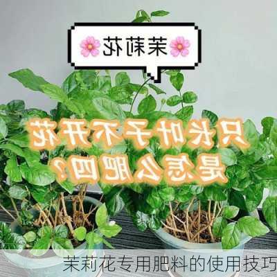 茉莉花专用肥料的使用技巧