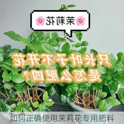 如何正确使用茉莉花专用肥料