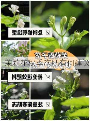 茉莉花秋季施肥有何建议