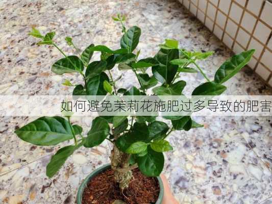 如何避免茉莉花施肥过多导致的肥害