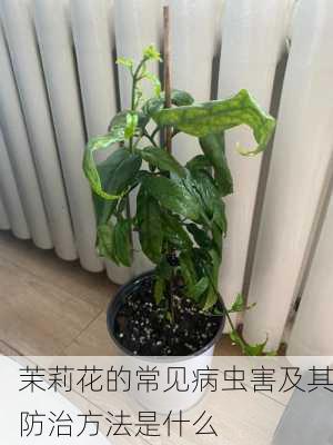 茉莉花的常见病虫害及其防治方法是什么