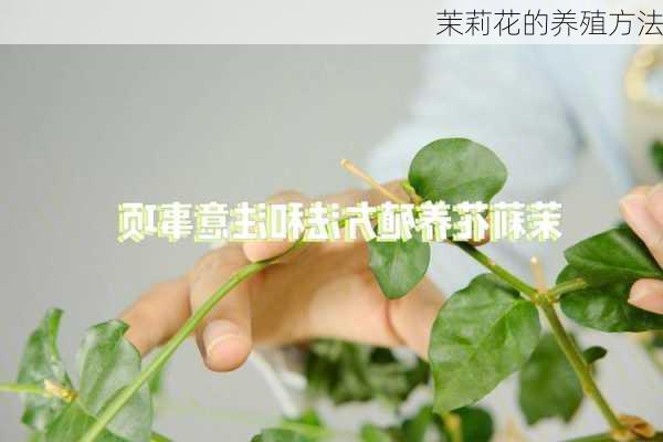 茉莉花的养殖方法