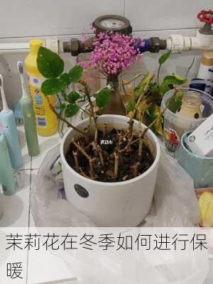 茉莉花在冬季如何进行保暖