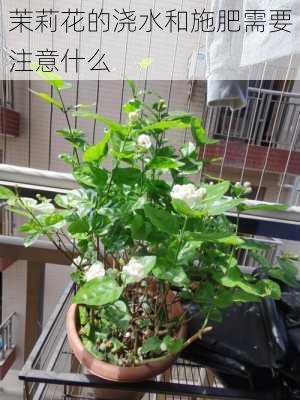 茉莉花的浇水和施肥需要注意什么