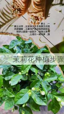 茉莉花种植步骤