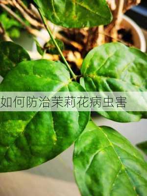 如何防治茉莉花病虫害