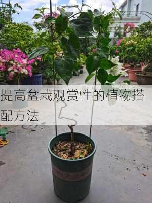 提高盆栽观赏性的植物搭配方法