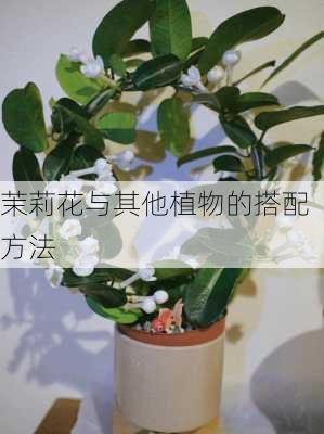 茉莉花与其他植物的搭配方法