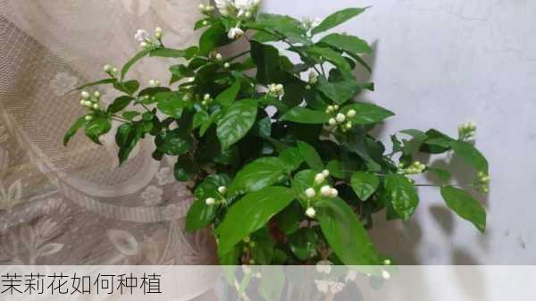 茉莉花如何种植