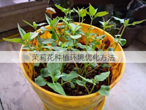 茉莉花种植环境优化方法