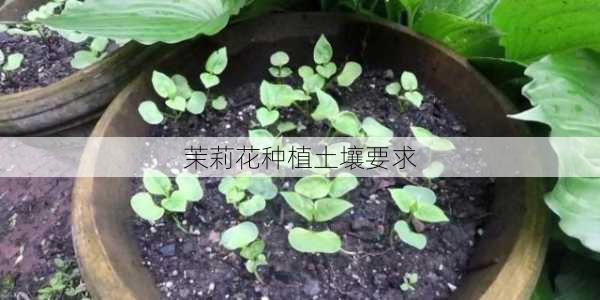 茉莉花种植土壤要求