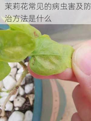 茉莉花常见的病虫害及防治方法是什么