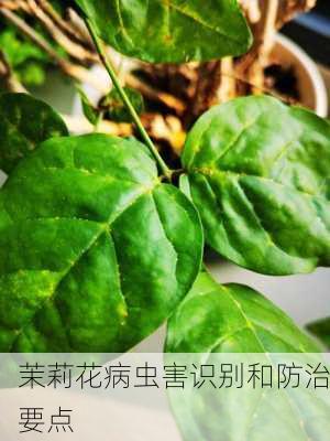 茉莉花病虫害识别和防治要点