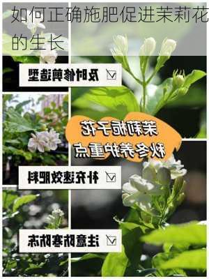 如何正确施肥促进茉莉花的生长