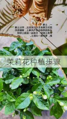 茉莉花种植步骤