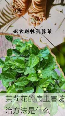 茉莉花的病虫害防治方法是什么