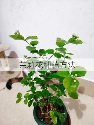 茉莉花种植方法