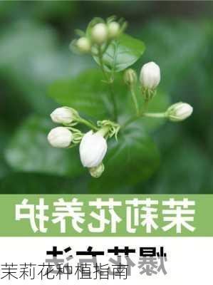 茉莉花种植指南