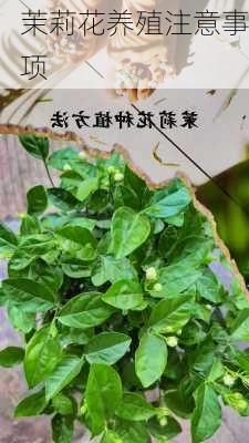 茉莉花养殖注意事项