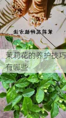 茉莉花的养护技巧有哪些