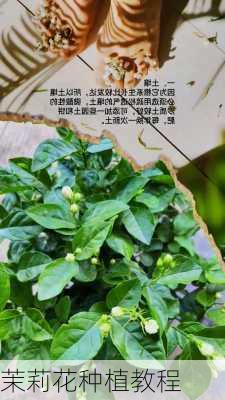 茉莉花种植教程