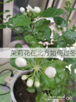 茉莉花在北方如何过冬