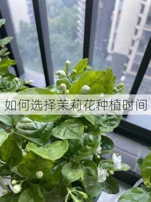 如何选择茉莉花种植时间