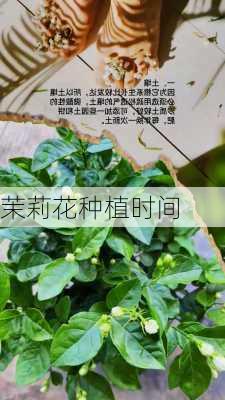 茉莉花种植时间