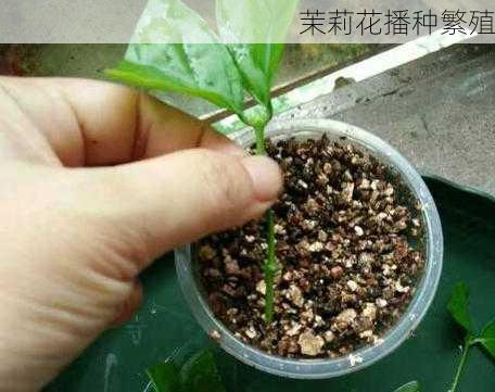 茉莉花播种繁殖