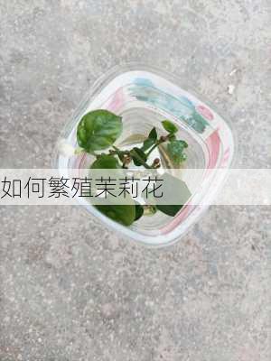 如何繁殖茉莉花