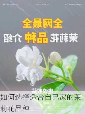 如何选择适合自己家的茉莉花品种