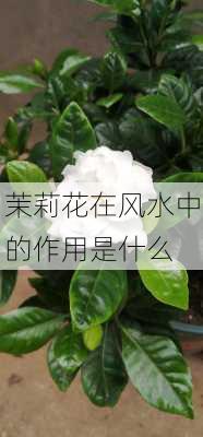 茉莉花在风水中的作用是什么