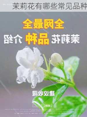 茉莉花有哪些常见品种