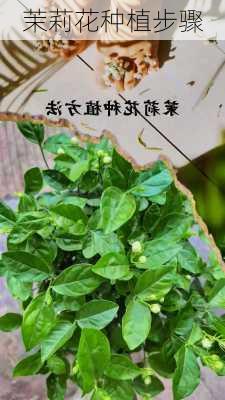 茉莉花种植步骤