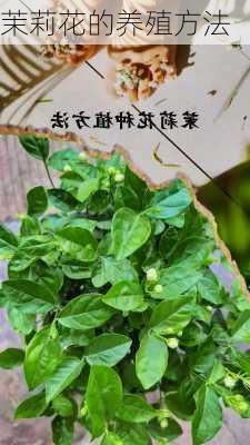 茉莉花的养殖方法