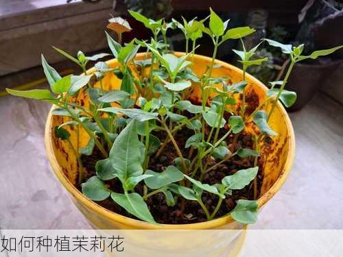 如何种植茉莉花