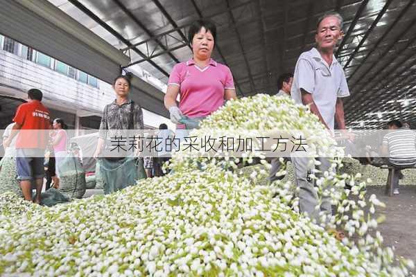 茉莉花的采收和加工方法