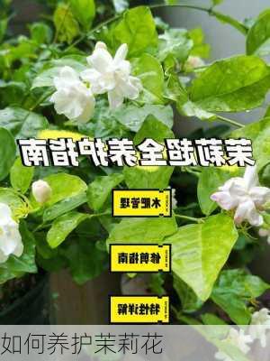 如何养护茉莉花