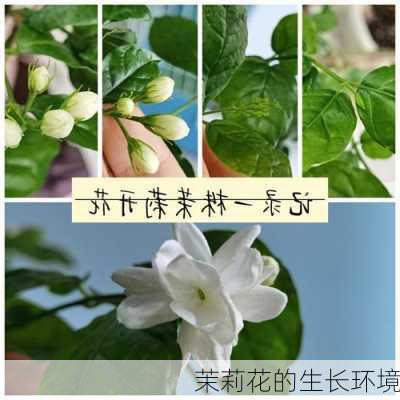 茉莉花的生长环境