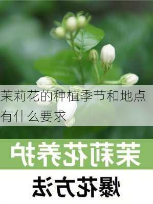 茉莉花的种植季节和地点有什么要求