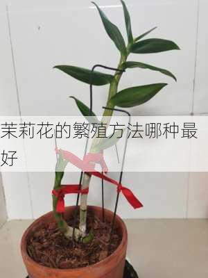 茉莉花的繁殖方法哪种最好