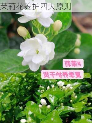 茉莉花养护四大原则