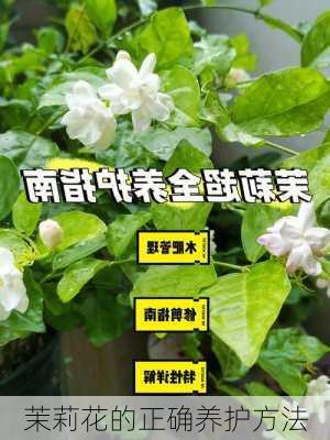 茉莉花的正确养护方法