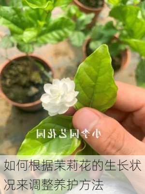 如何根据茉莉花的生长状况来调整养护方法