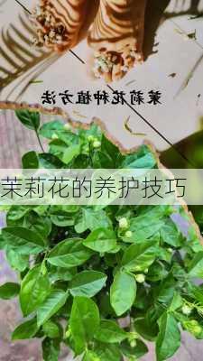 茉莉花的养护技巧