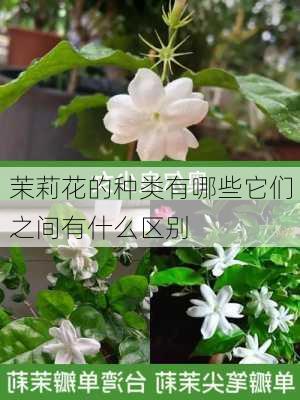 茉莉花的种类有哪些它们之间有什么区别