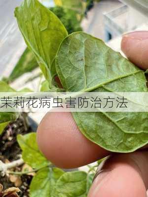 茉莉花病虫害防治方法